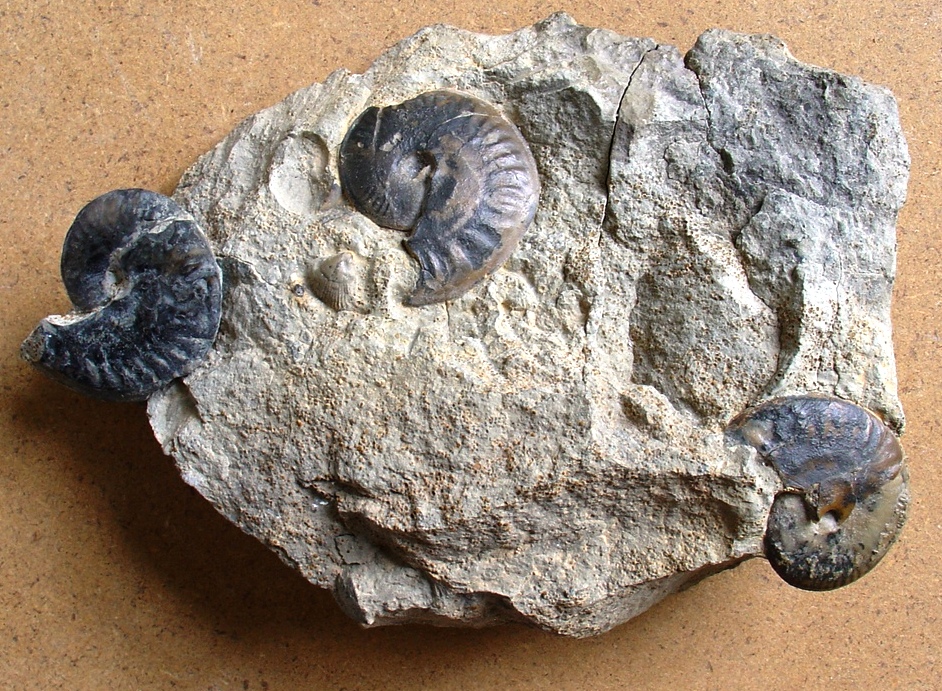 fossile (ammonite)