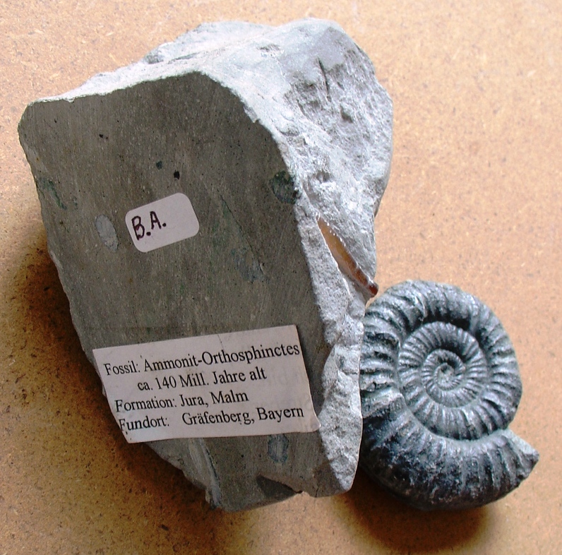 fossile (ammonite)