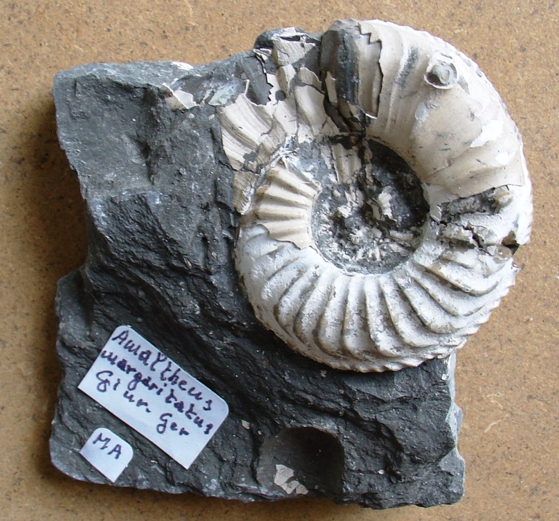 fossile (ammonite)