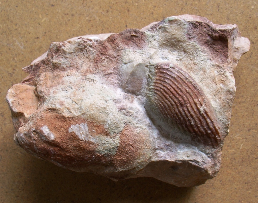 fossile (ammonite)