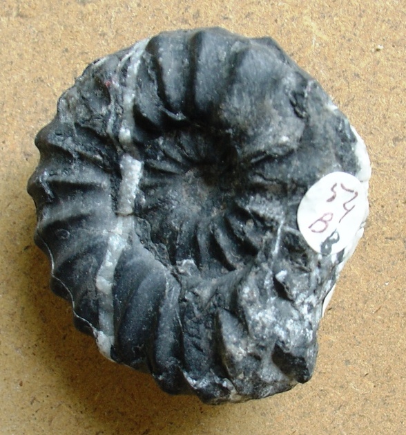 fossile (ammonite)