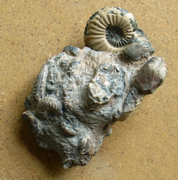 fossile (ammonite)