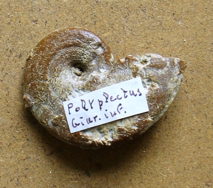 fossile (ammonite)