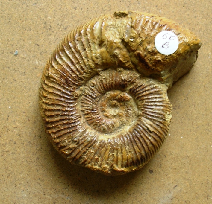 fossile (ammonite)
