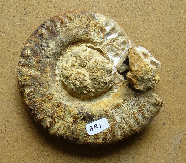 fossile (ammonite)