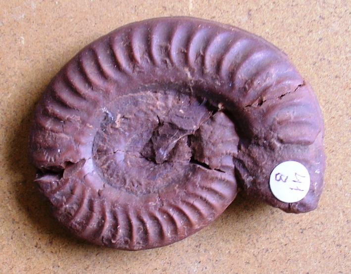 fossile (ammonite)