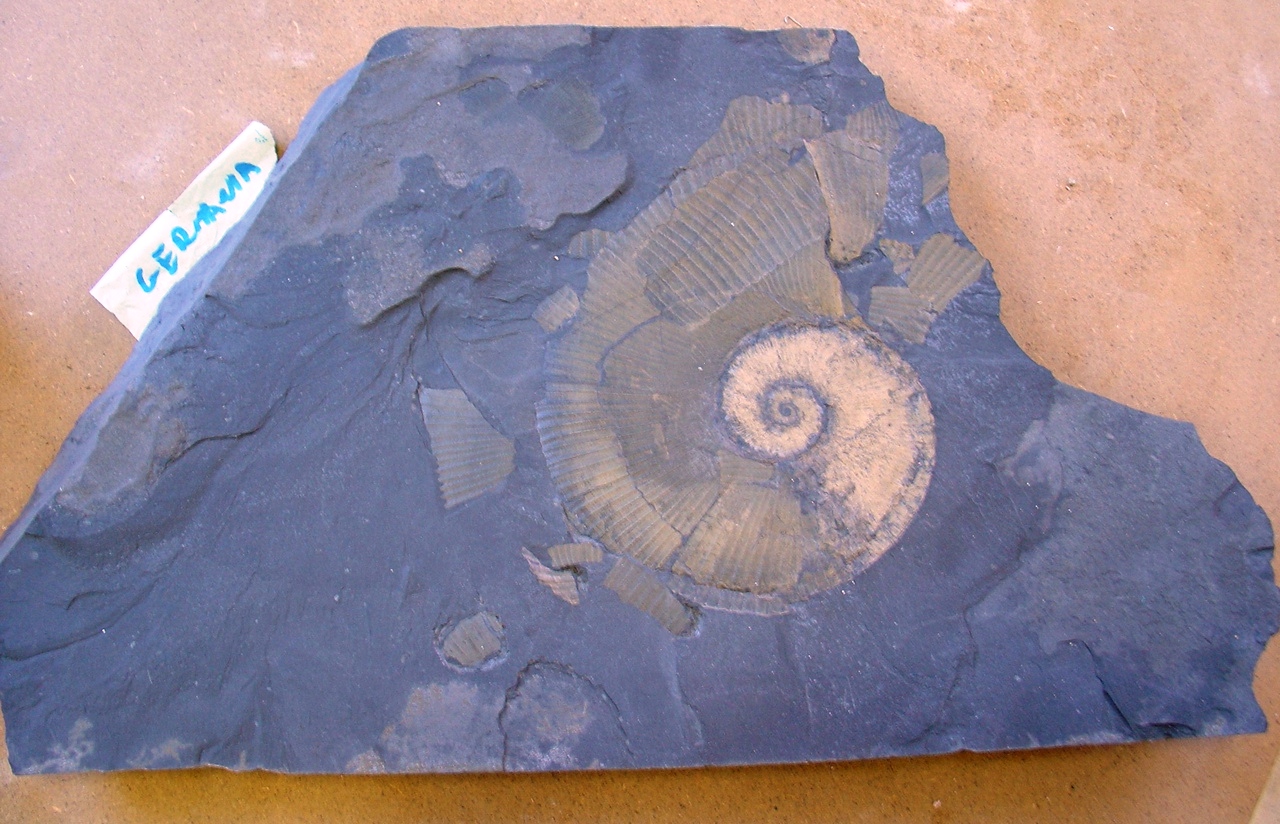 fossile (ammonite)