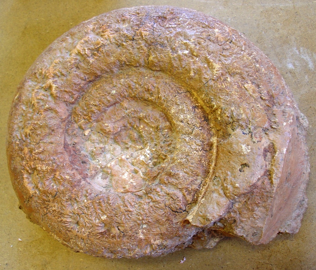 fossile (ammonite)
