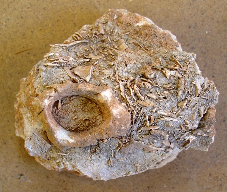 fossile (ammonite)