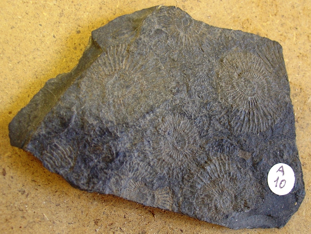 fossile (ammonite)