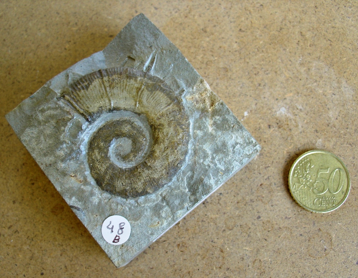 fossile (ammonite)