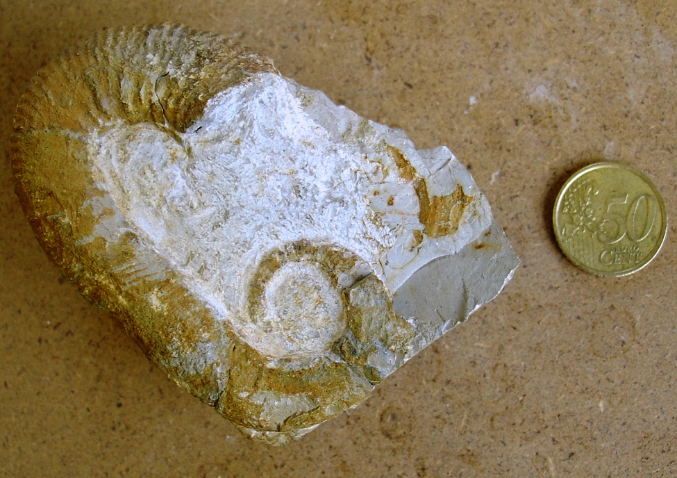 fossile (ammonite)
