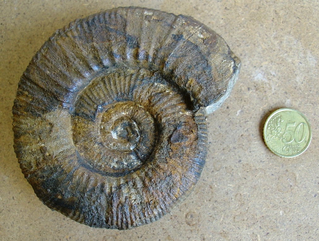 fossile (ammonite)
