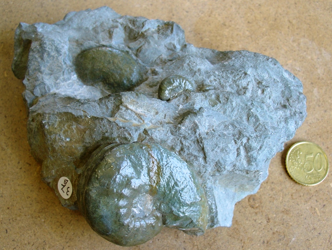 fossile (ammonite)