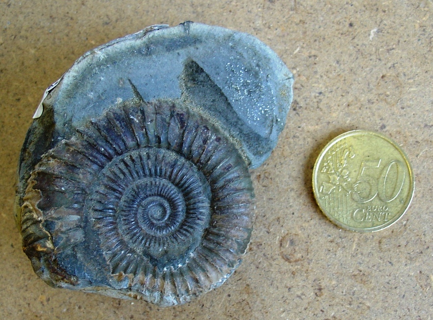 fossile (ammonite)