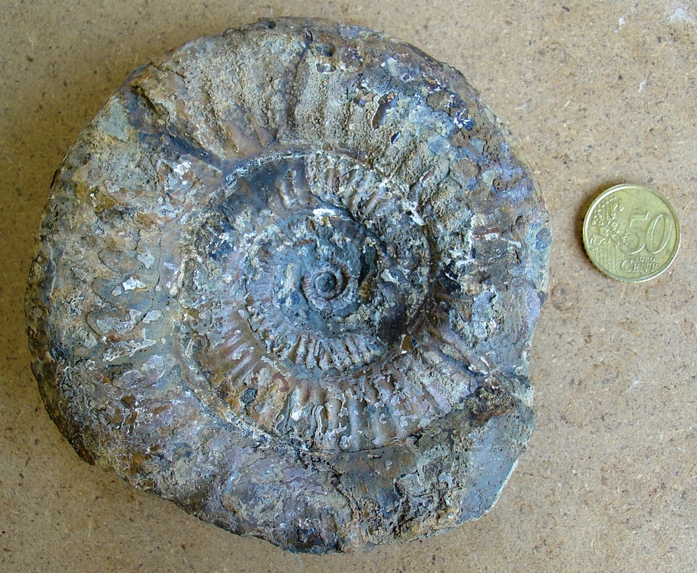 fossile (ammonite)