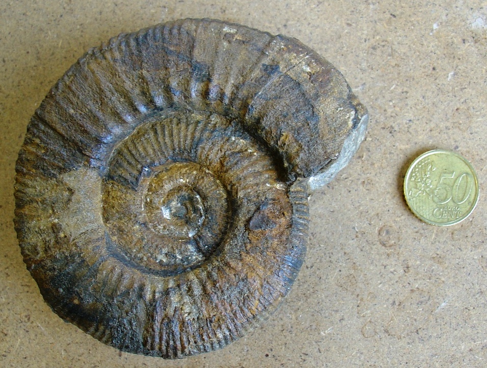fossile (ammonite)