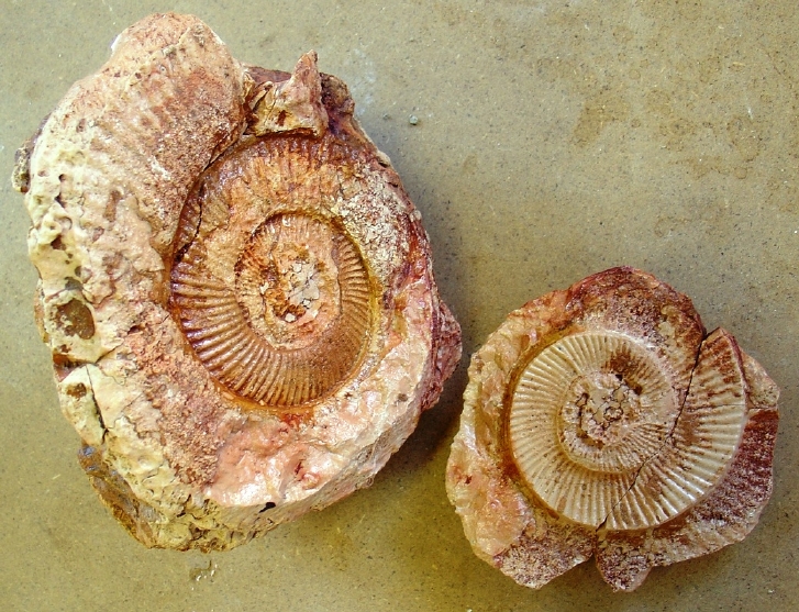 fossile (ammonite)