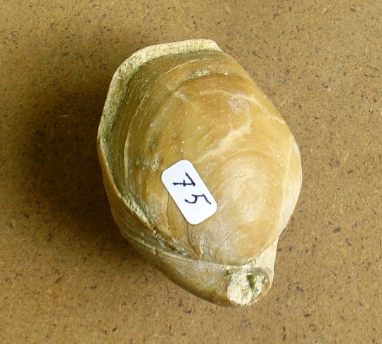 fossile (brachiopode, esemplare)
