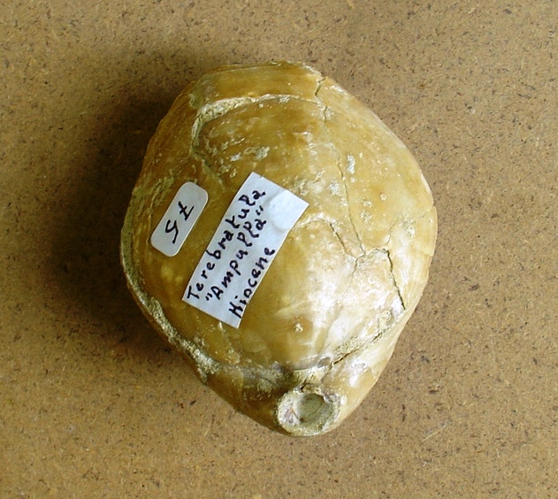 fossile (brachiopode, esemplare)