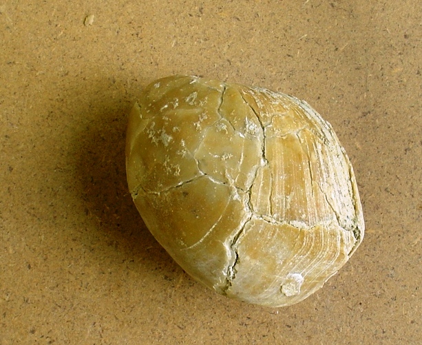 fossile (brachiopode, esemplare)