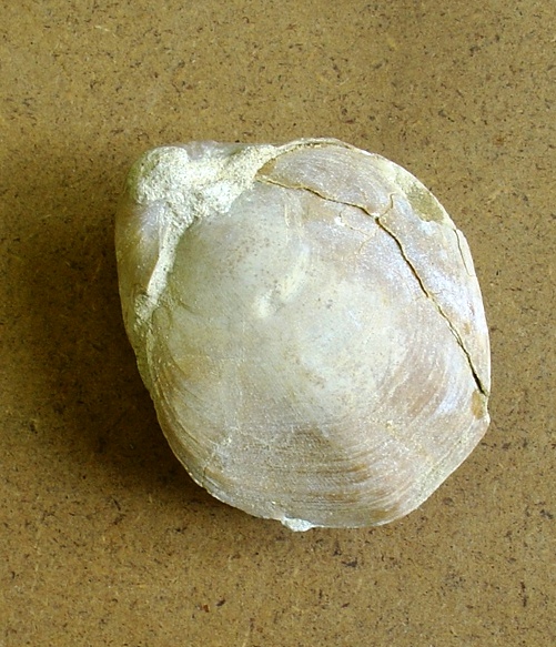 fossile (brachiopode, esemplare)
