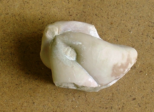 fossile (brachiopode, esemplare)