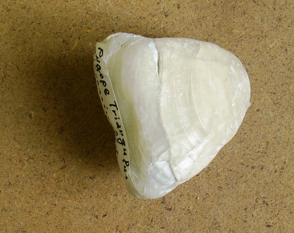 fossile (brachiopode, esemplare)