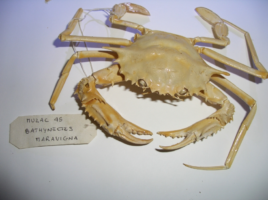 granchio arancione (esemplare)