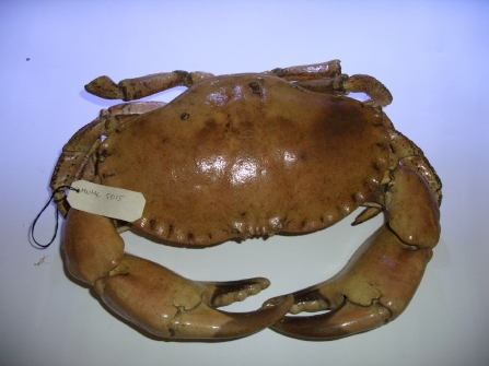 granciporro (esemplare)
