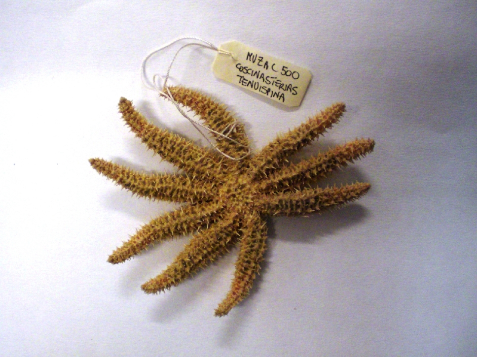 stella di mare (esemplare)
