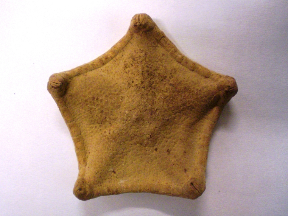 stella pentagono (esemplare)
