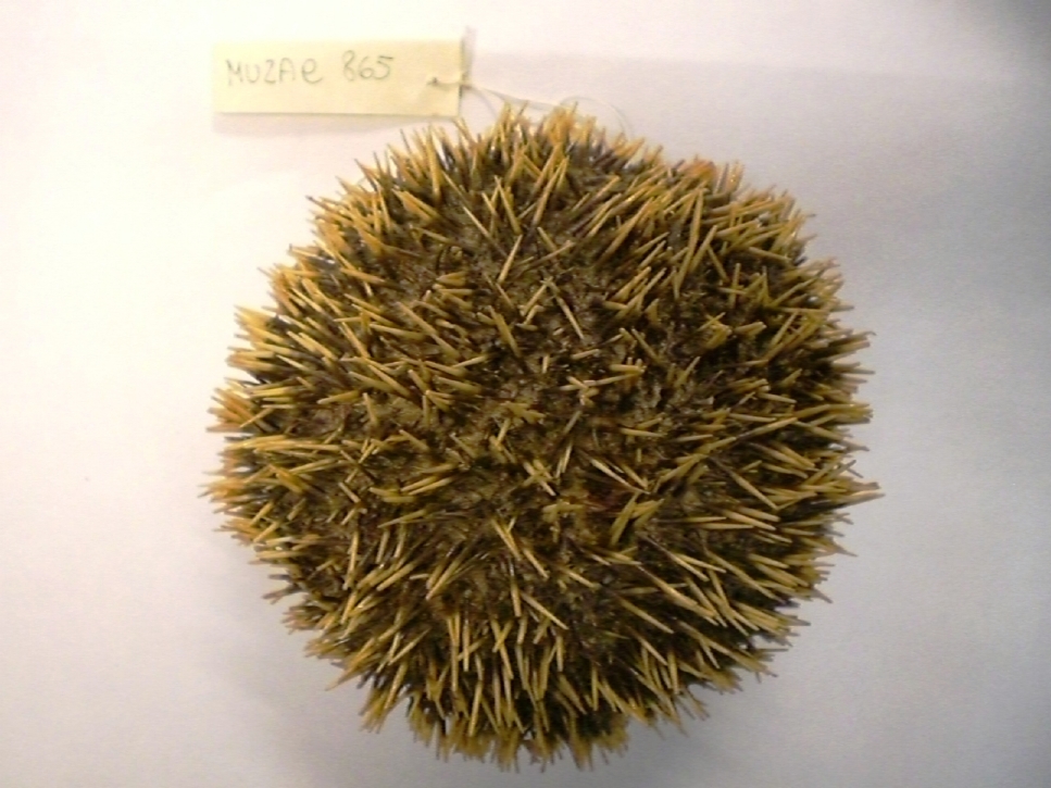 riccio granulare di mare (esemplare)