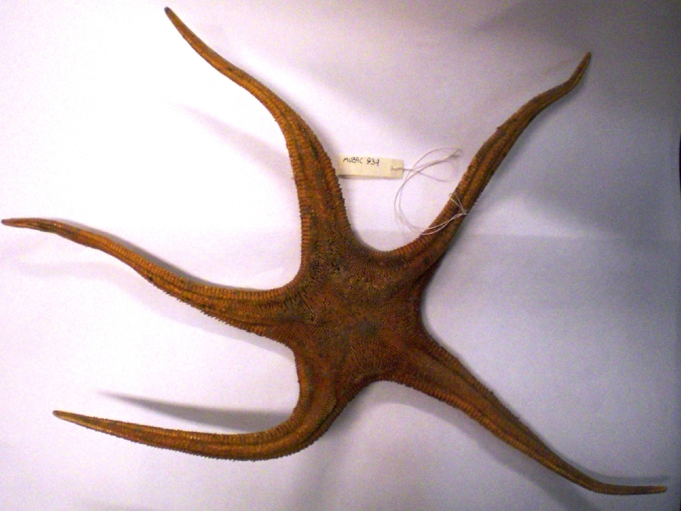 stella di mare (esemplare)