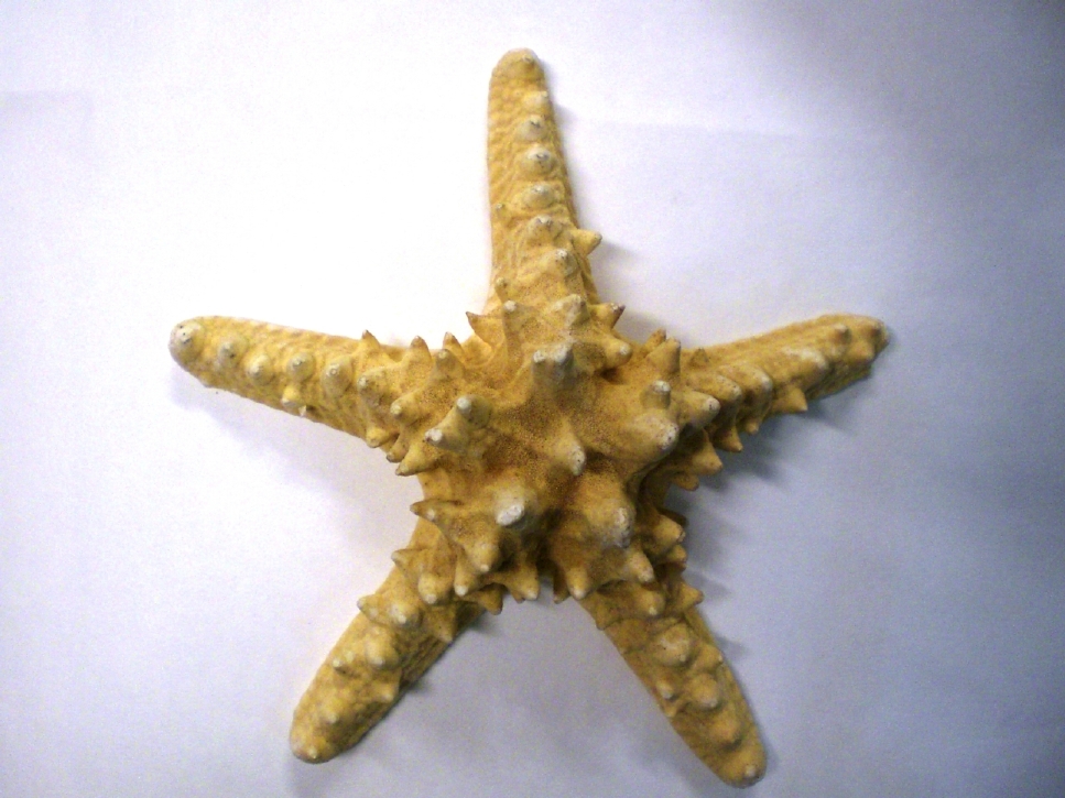 stella di mare (esemplare)