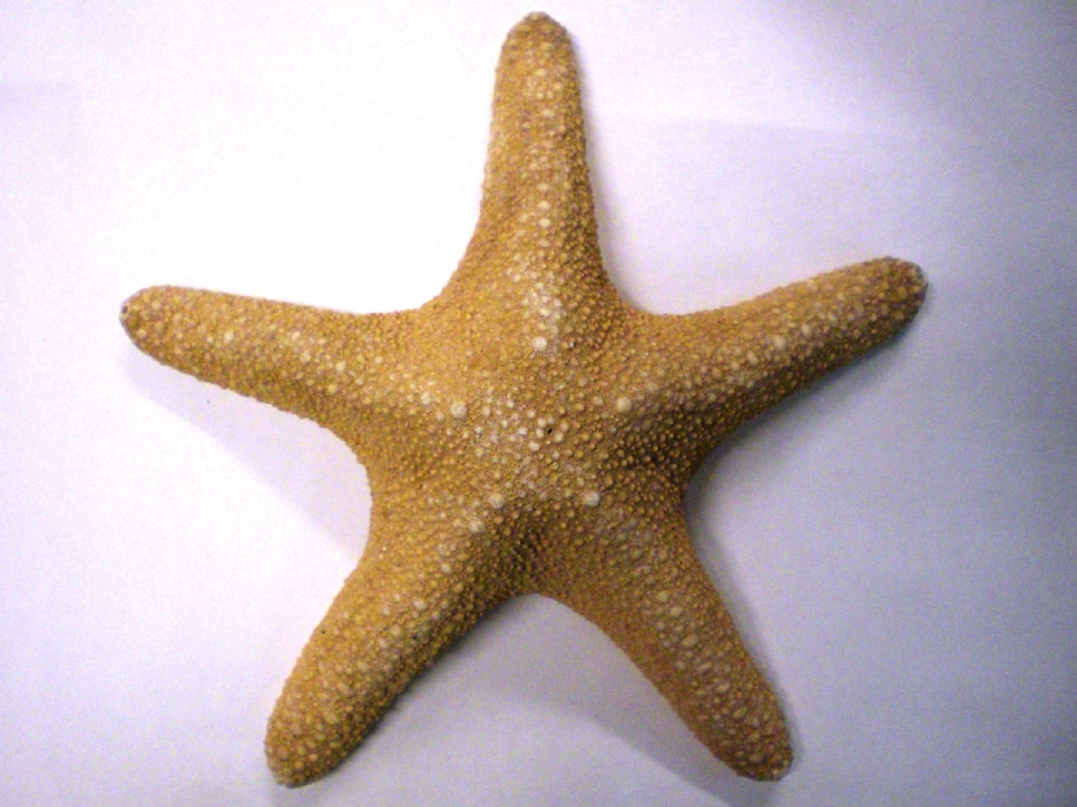 stella di mare (esemplare)
