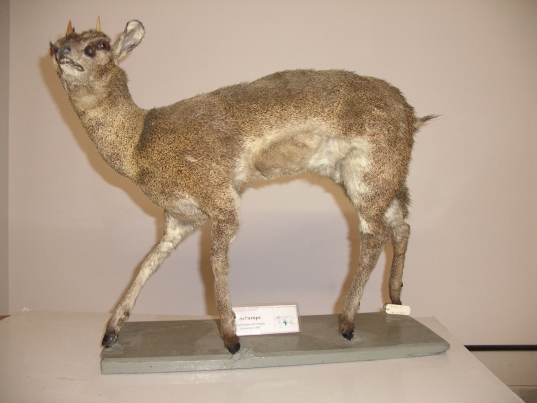 saltarupe (esemplare)