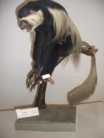 guereza (esemplare)