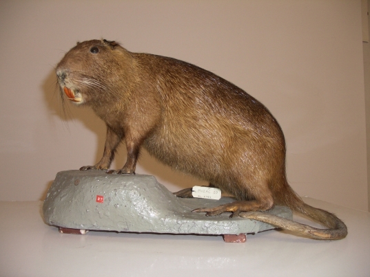 Nutria (esemplare)