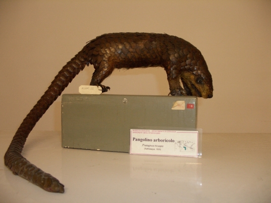 Pangolino (esemplare)