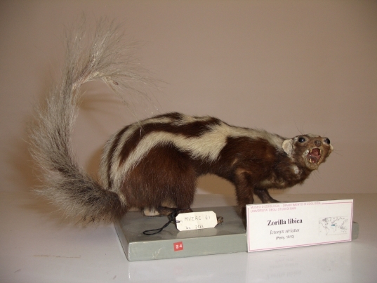 Zorilla libica (esemplare)