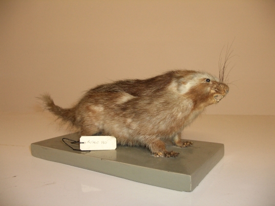 Ratto crestato (esemplare)