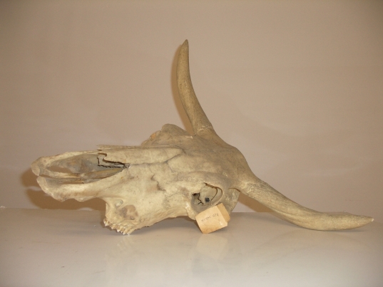 vacca (esemplare)