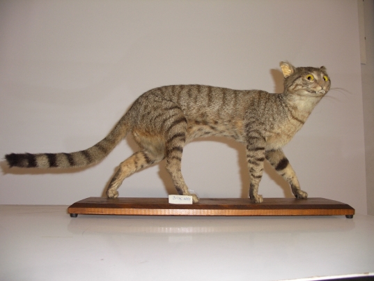 gatto selvatico (esemplare)