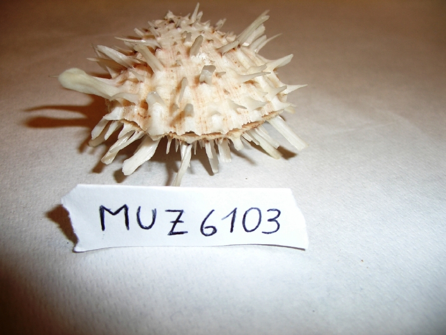 spondilo (esemplare)