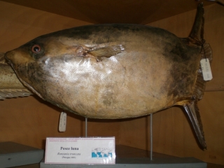 pesce luna (esemplare)