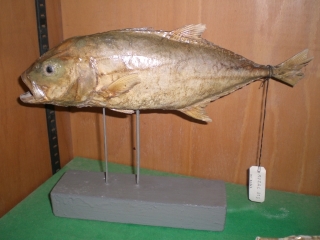 Carangiola (esemplare)