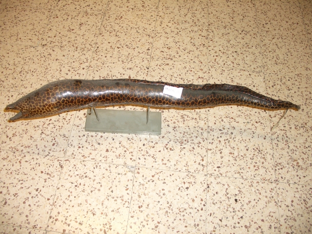 Murena comune (esemplare)