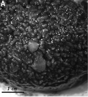 leucosolenia (esemplare)