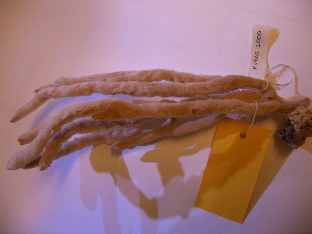 Axinella (esemplare)